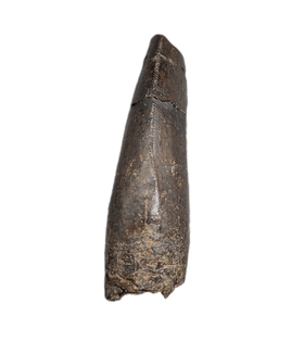 Tyrannosaur Tooth, Two Medicine Formation.