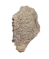 Crocodile Armor Scute, Bissekty Formation, Uzbekistan.