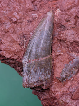 Large and Exceptional Postosuchus (Rauisuchid) Tooth, Bull Canyon Formation