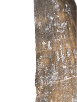 Suchomimus Tooth with Some Visible Serrations