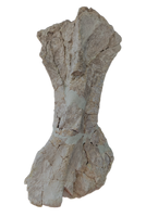 Stegosaur Humerus, El Mers Formation