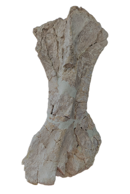 Stegosaur Radius, El Mers Formation