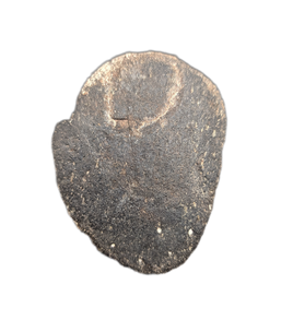 Hypacrosaurus Claw (Ungal) Two Medicine Formation