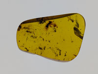 Amber with insects from Burma. Middle Cretaceous, 99 Million Years Old