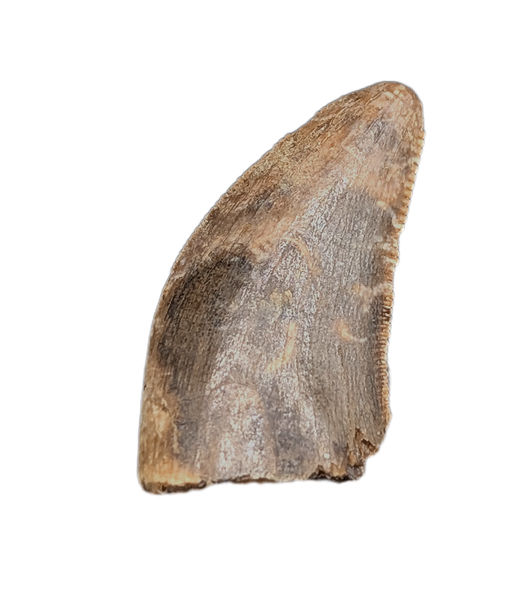 Tyrannosaur Tooth, Two Medicine Formation.| The Daily Rex