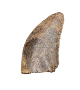 Tyrannosaur Tooth, Two Medicine Formation.