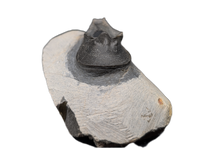Harpes (Scotoharpes) Trilobite, Morocco