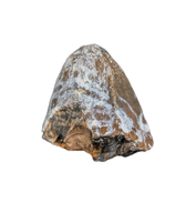 Fat Deinosuchus (Crocodile) Tooth from Texas