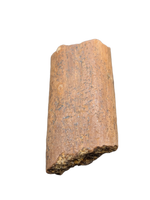 Dinosaur Rib Section