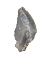 Theropod Tooth,  Morrison Formation
