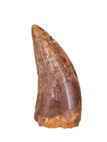 Deltadromeus(?) Tooth, Kem Kem, Morocco