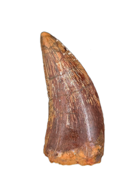 Deltadromeus(?) Tooth, Kem Kem, Morocco