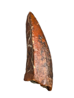 Timurlengia Pre Max Tooth, Bissekty Formation, Uzbekistan