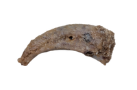 Theropod Dinosaur Claw, Kem Kem