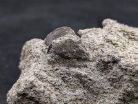Dinosaur Vertebrae, Morrison Formation