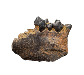 Mammal Jaw Section, Hell Creek Formation