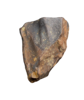 Triceratops Tooth