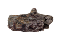 Edaphosaurus Sail Section, Permian