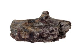 Edaphosaurus Sail Section, Permian