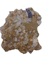 Dromaeosaur Tooth, Two Medicine Formation