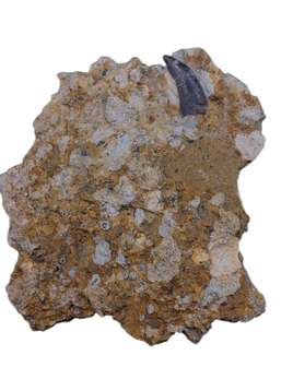 Dromaeosaur Tooth, Two Medicine Formation