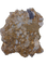 Dromaeosaur Tooth, Two Medicine Formation