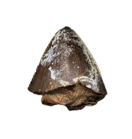 Tyrannosaurus Rex Tooth