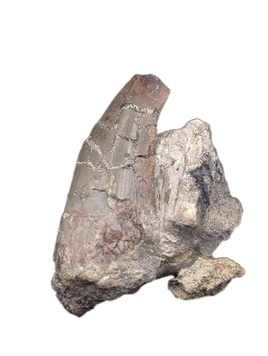 Postosuchus (Rauisuchid) Tooth, Chinle Formation