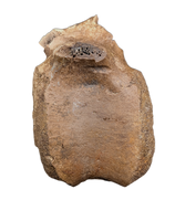 Edmontosaurus Vertebra