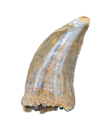 Deltadromeus(?) Tooth, Kem Kem, Morocco