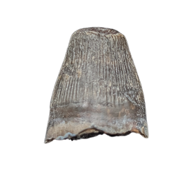 Deinosuchus (Crocodile) Tooth from Texas