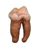 Cave Bear Tooth