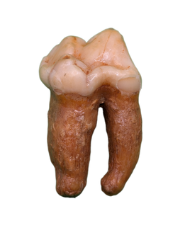 Cave Bear Tooth
