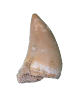 Halisaurus (Mosasaur) Tooth