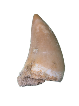 Halisaurus (Mosasaur) Tooth