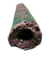Deinosuchus (Crocodile) Tooth from Texas