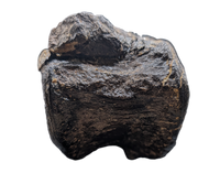 Stegosaur Cervical Vertebra, El Mers Formation