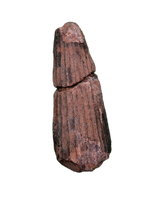 Ichthyovenator Tooth (Rare Spinosaurid), Early Cretaceous