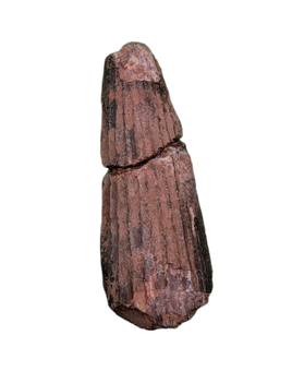 Ichthyovenator Tooth (Rare Spinosaurid), Early Cretaceous