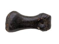 Hell Creek Formation Mystery Toe Bone