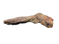 Diplodocid (Sauropod) Tooth, El Mers Formation