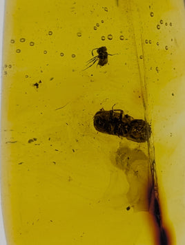 Insects in Amber from the Dominican Republic, 25 Million Years Old