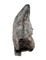 Camarasaurus Tooth from the Morrison Formation