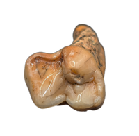 Cave Bear Tooth