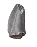 Postosuchus? (Rauisuchid) Tooth, Chinle Formation