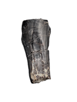 Rooted Iguanodont Tooth, England