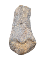 Sauropod Metratarsal