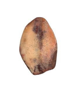 Elrhazosaurus (Dryosaur) Tooth