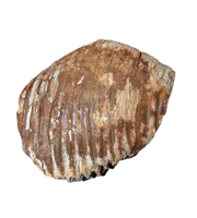 Woolly Mammoth Tooth, Europe