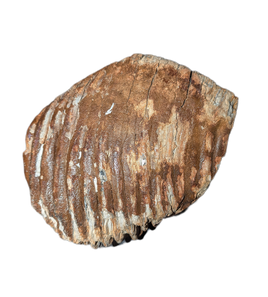 Woolly Mammoth Tooth, Europe